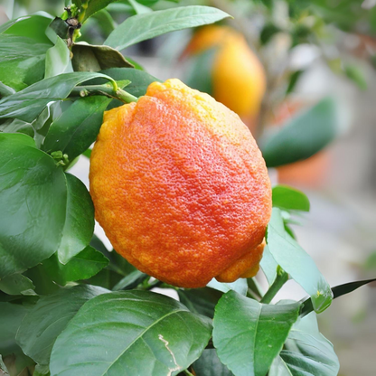 Citrus Lemon - Red Lemon - Hybrid Fruit Plant