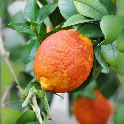 Citrus Lemon - Red Lemon - Hybrid Fruit Plant