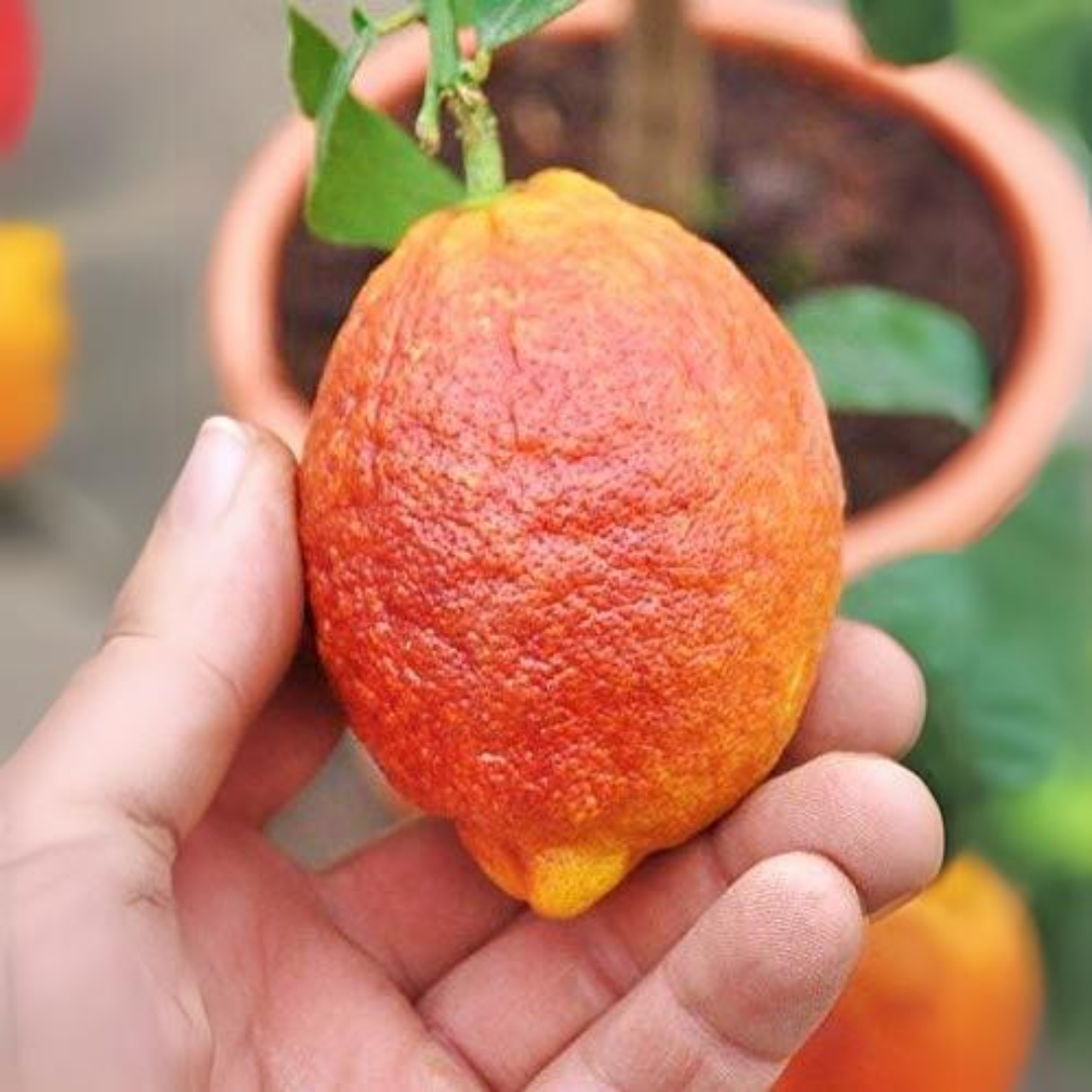 Citrus Lemon - Red Lemon - Hybrid Fruit Plant