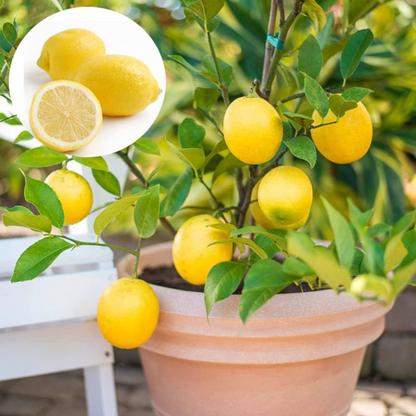 Citrus Lemon - Seedless Lemon - Hybrid Fruit Plant