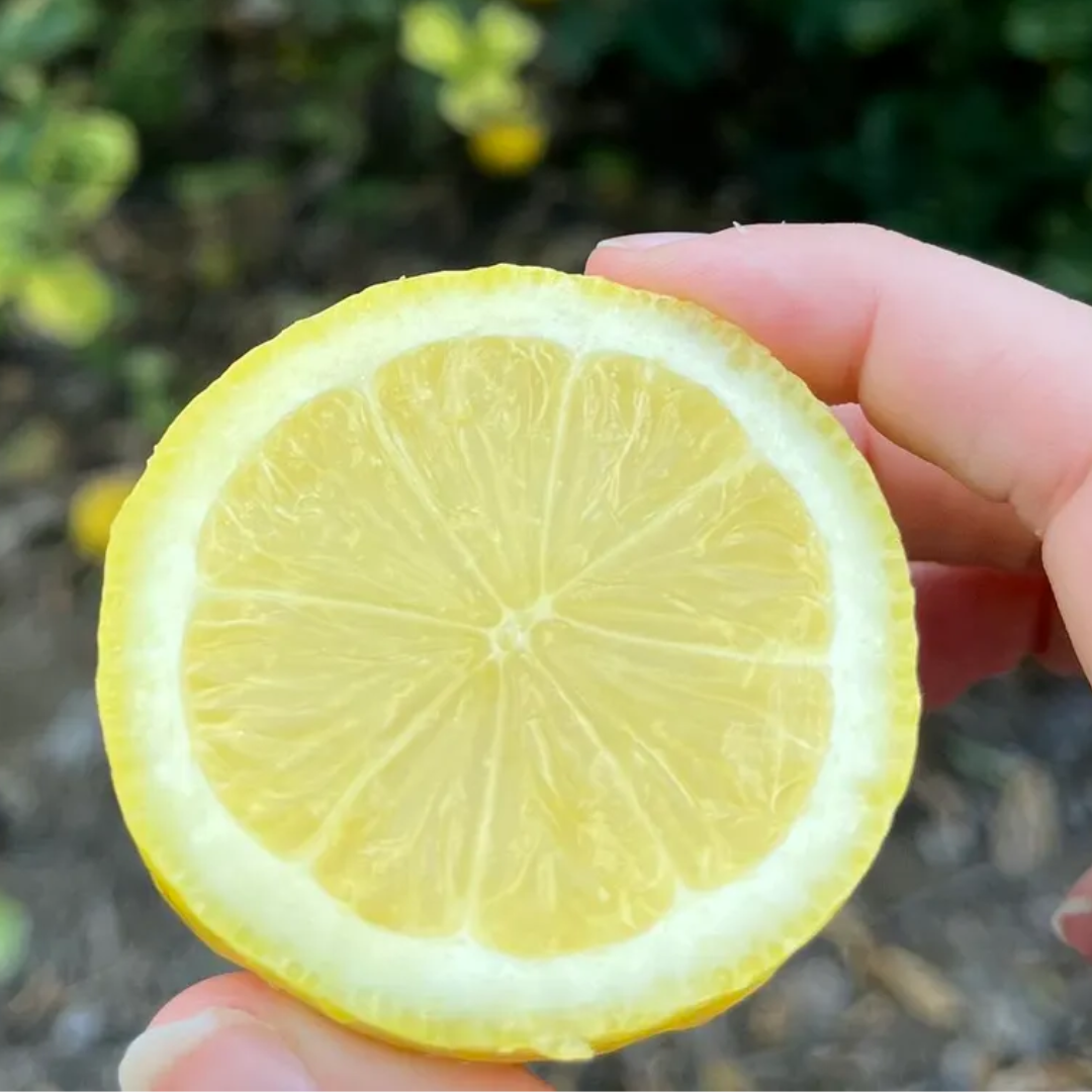 Citrus Lemon - Seedless Lemon - Hybrid Fruit Plant