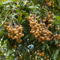 Longan - Dragon's Eye - Dimocarpus longan Fruit Plant