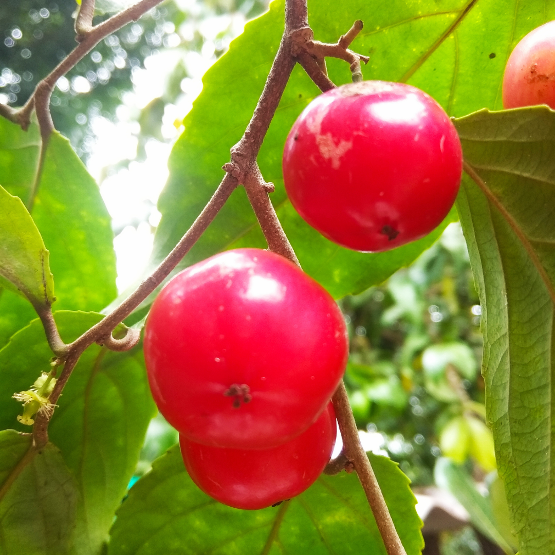 Loobi / Coffee Plum - Flacourtia jangomas - Fruit Plant