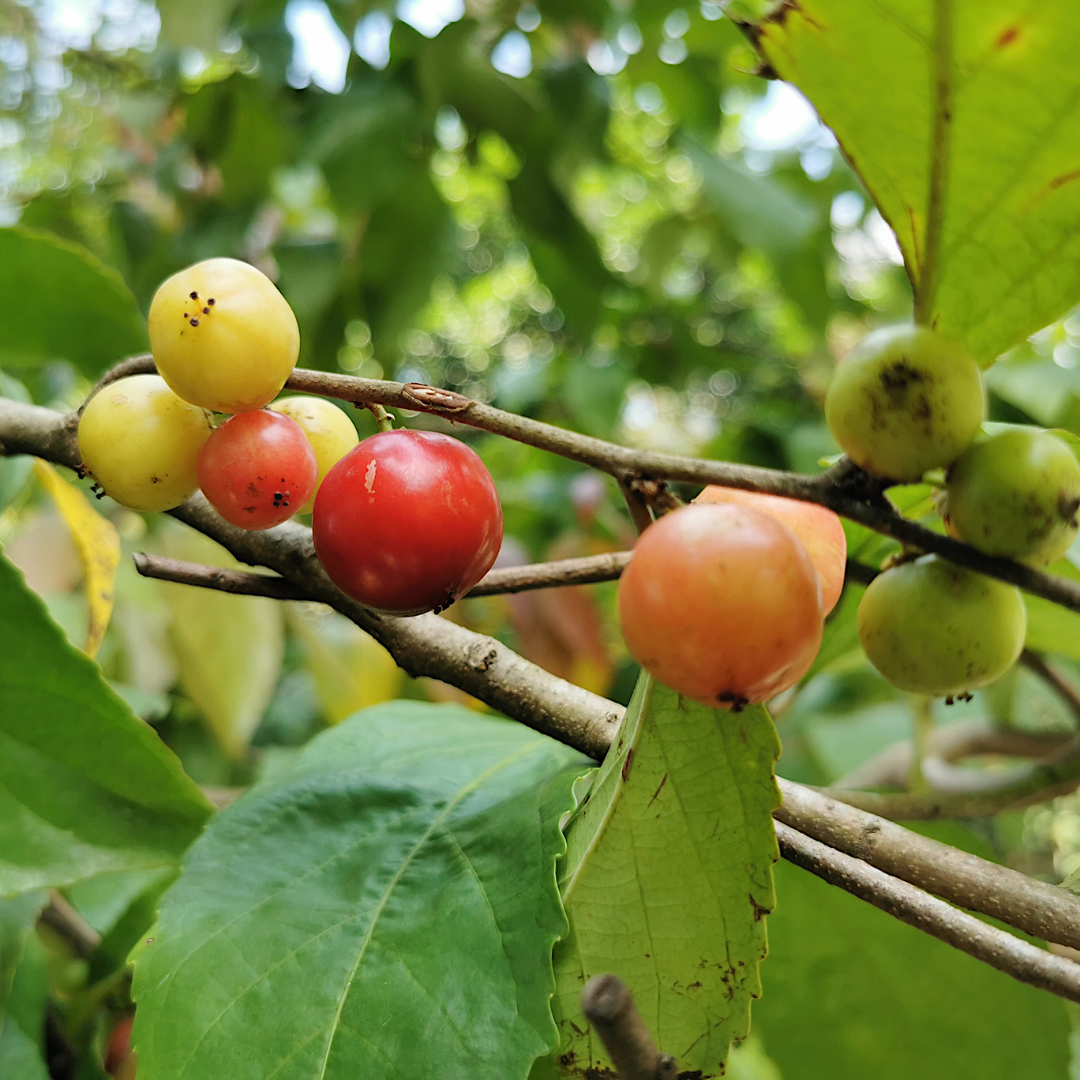 Loobi / Coffee Plum - Flacourtia jangomas - Fruit Plant