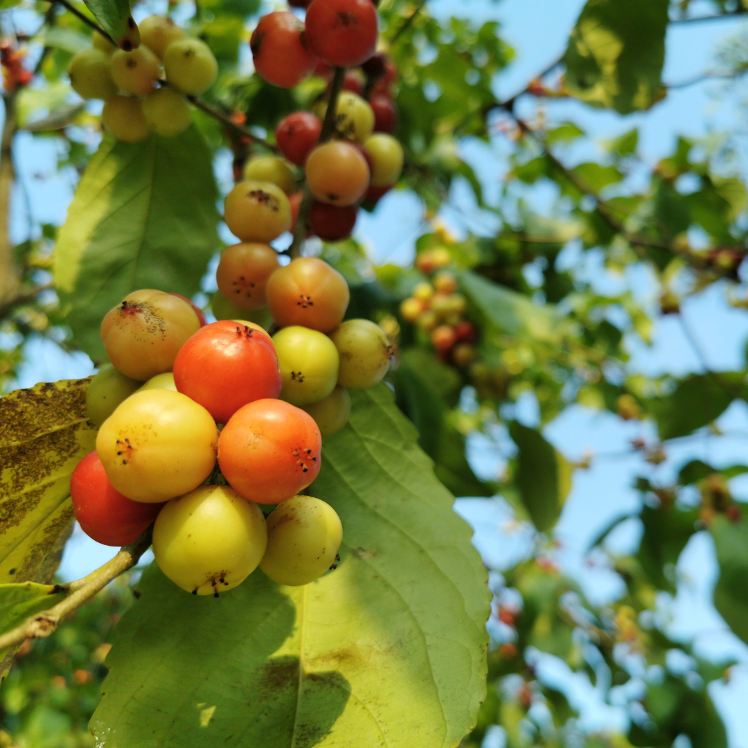 Loobi / Coffee Plum - Flacourtia jangomas - Fruit Plant