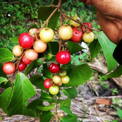 Loobi / Coffee Plum - Flacourtia jangomas - Fruit Plant