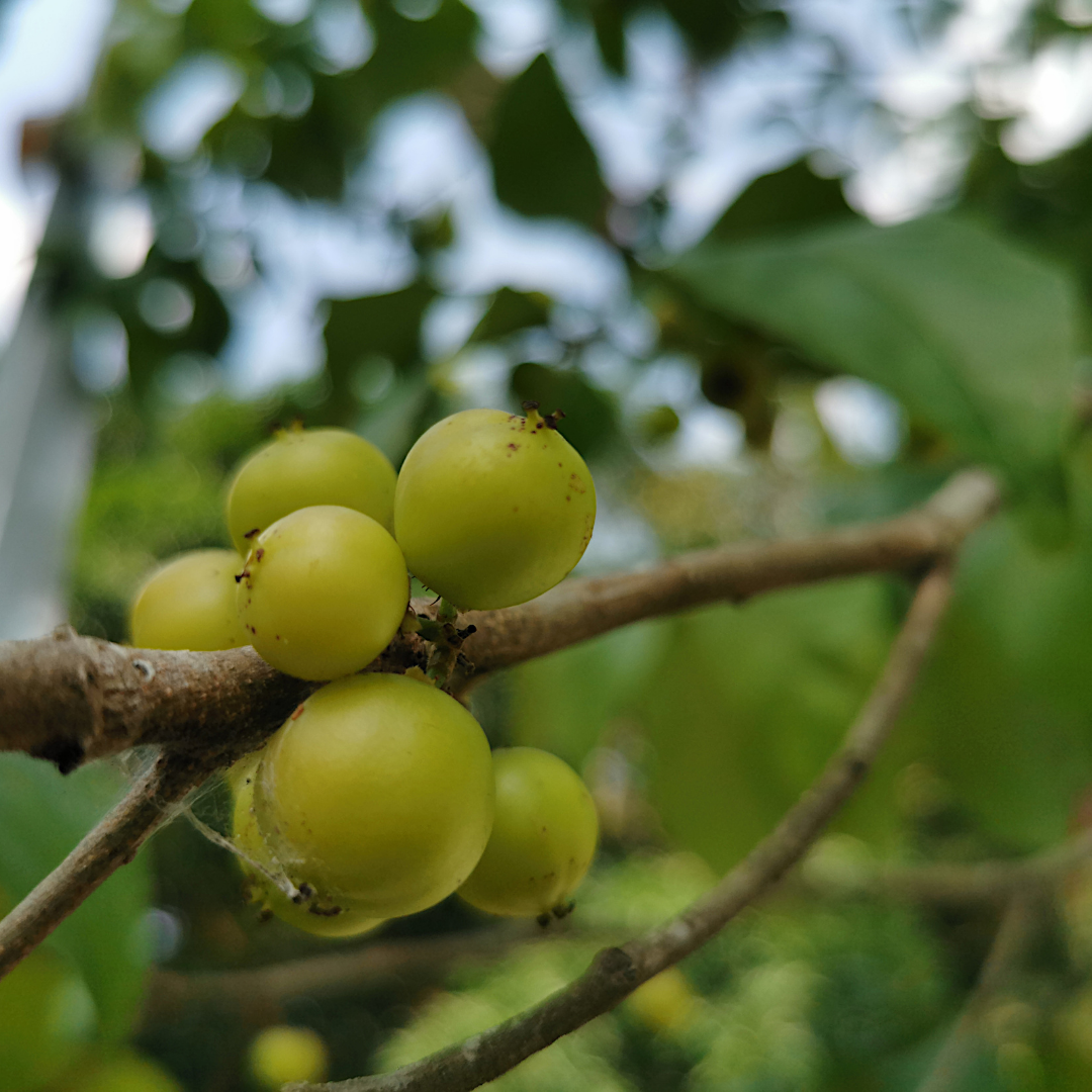 Loobi / Coffee Plum - Flacourtia jangomas - Fruit Plant