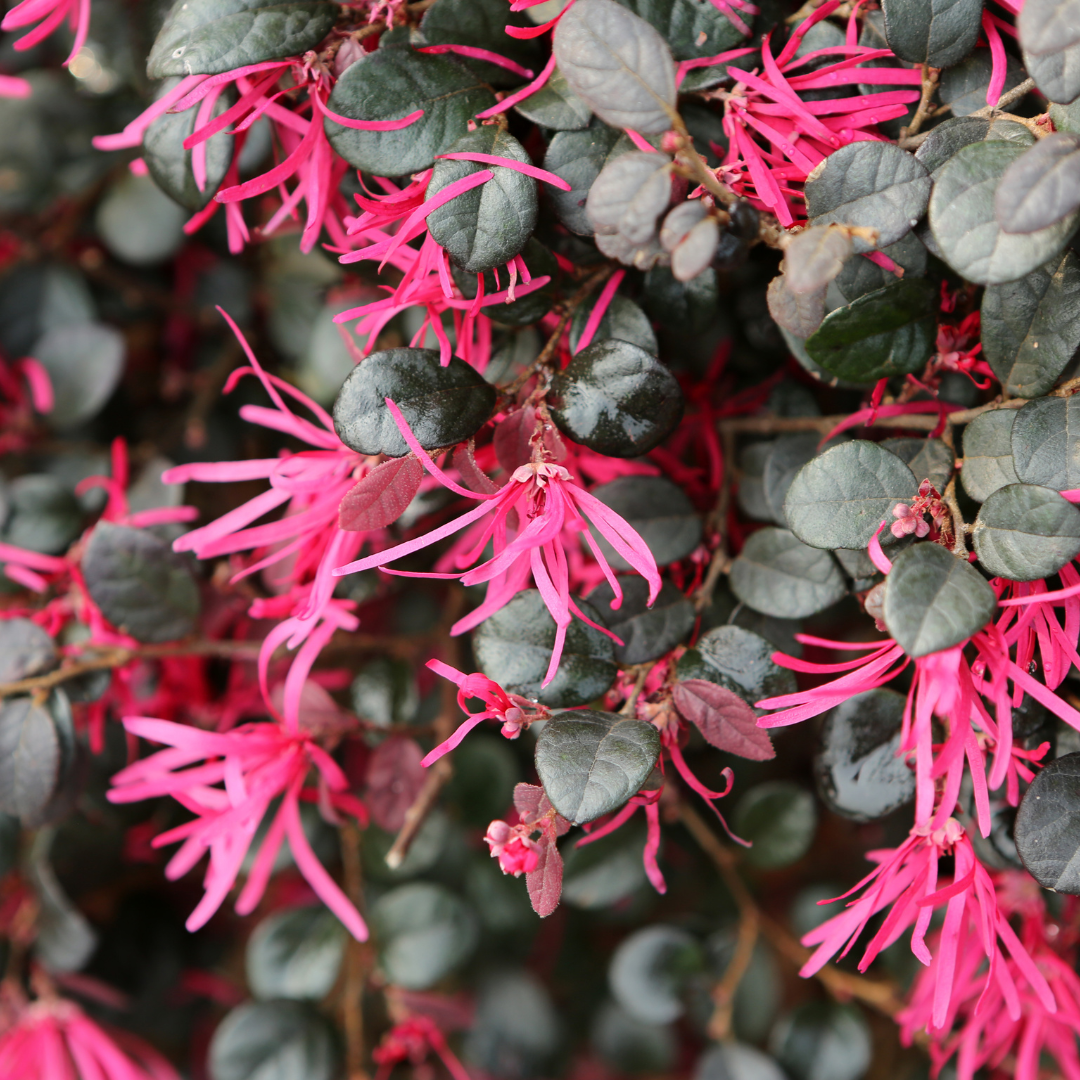 Loropetalum / Chinese Fringe Flower - Hybrid Flower Plant