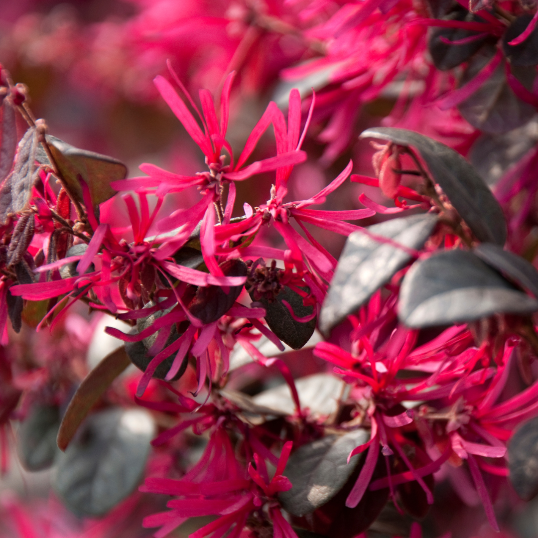 Loropetalum / Chinese Fringe Flower - Hybrid Flower Plant