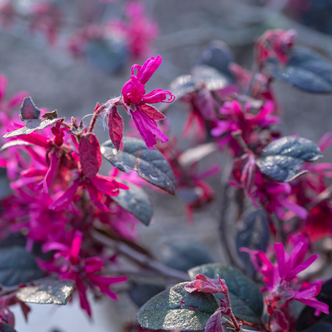 Loropetalum / Chinese Fringe Flower - Hybrid Flower Plant