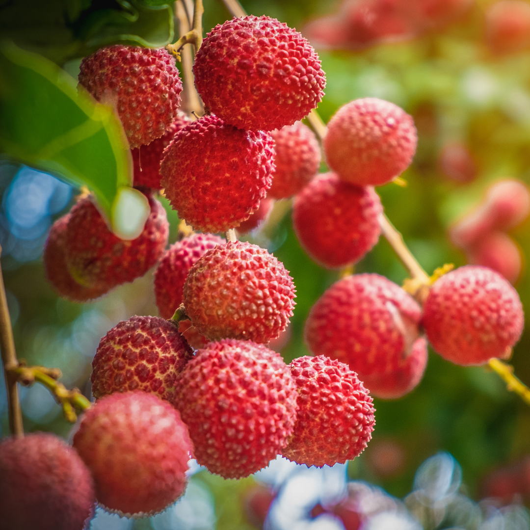 Lychee Fruit - Bengal Lychee - Litchi chinensis Fruit Plant