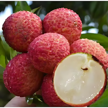 Lychee Fruit - Seedless Lychee - Litchi chinensis Fruit Plant