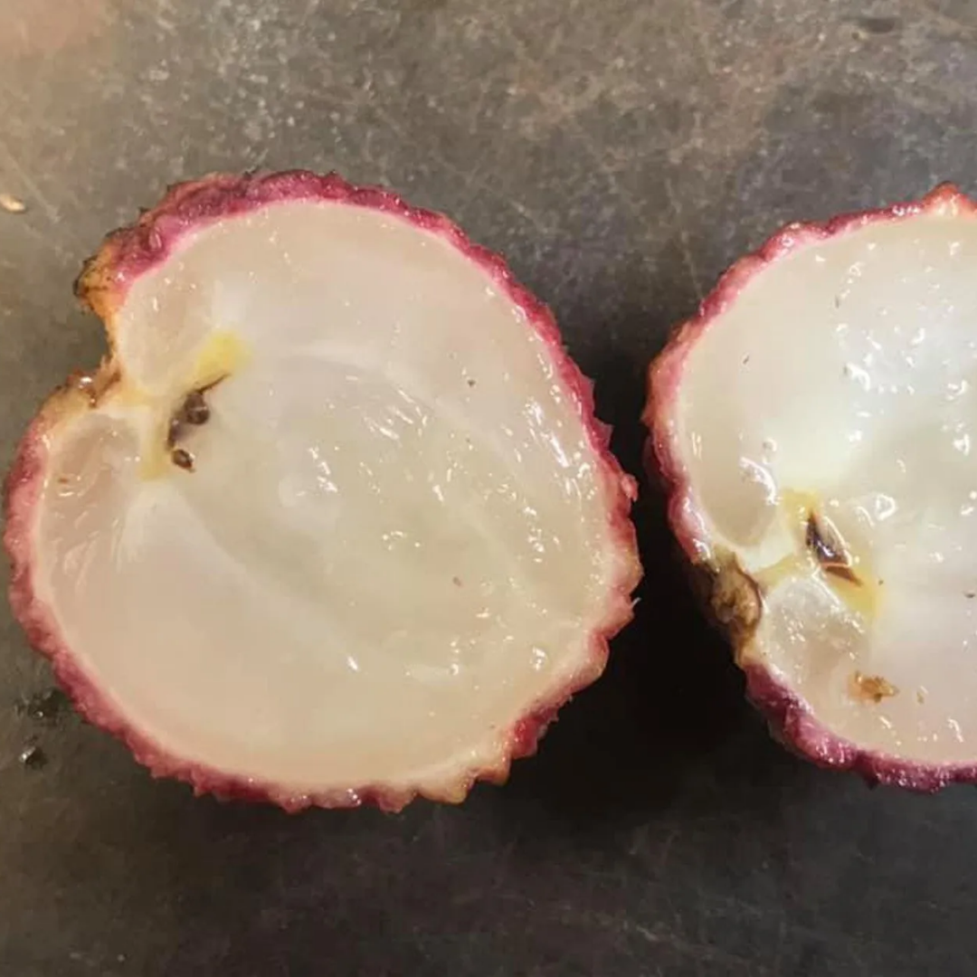 Lychee Fruit - Seedless Lychee - Litchi chinensis Fruit Plant