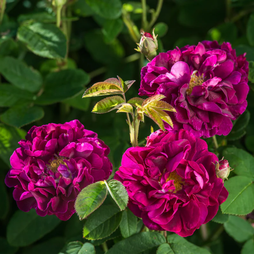 Rose - Magenta Superb - Hybrid Flower Plant