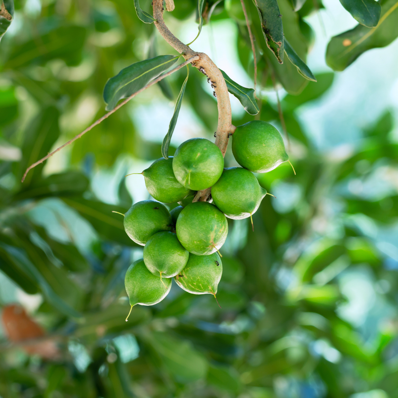 Macadamia Nut - Macadamia integrifolia Fruit Plant