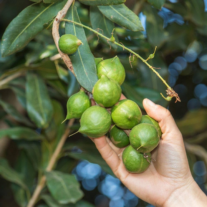 Macadamia Nut - Macadamia integrifolia Fruit Plant