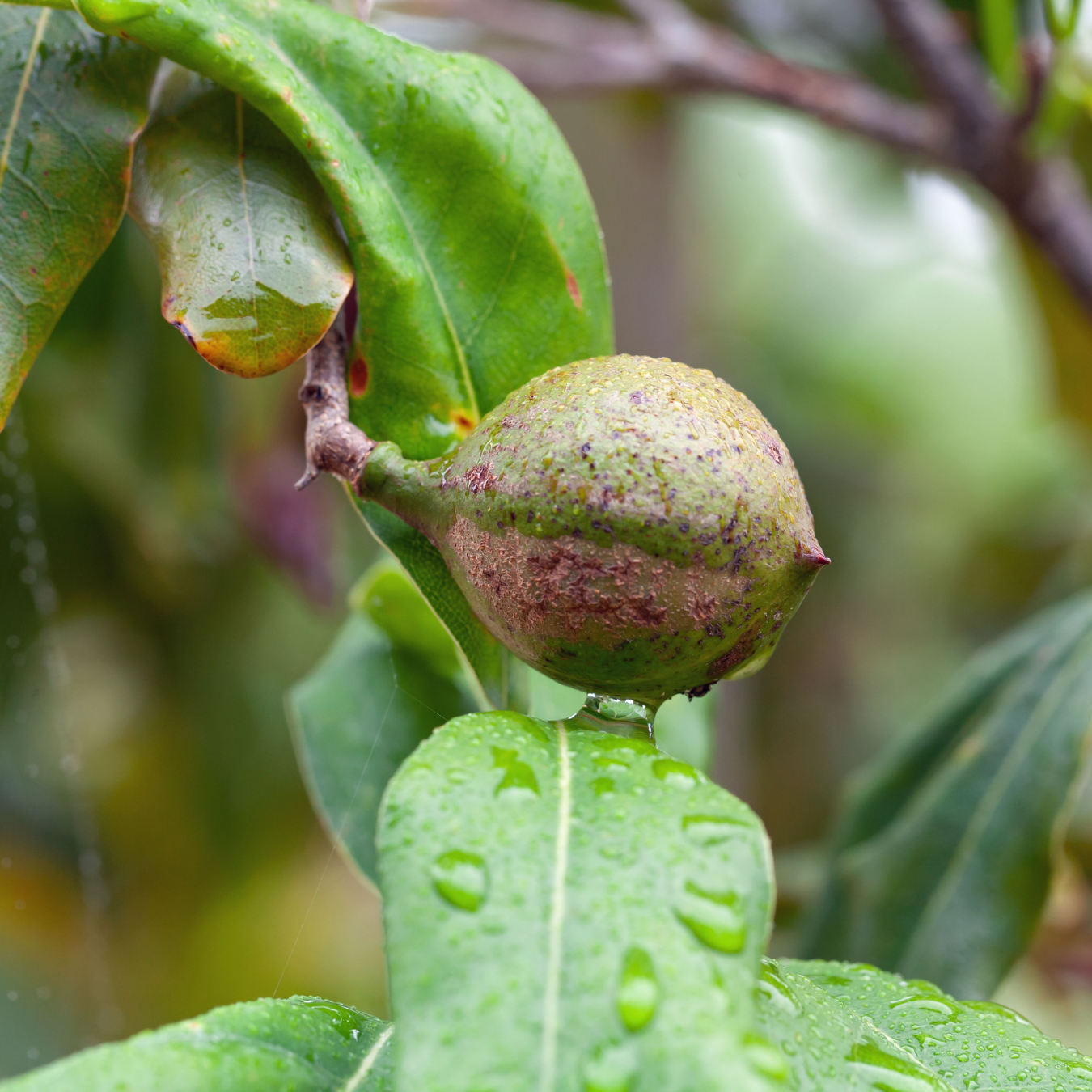 Macadamia Nut - Macadamia integrifolia Fruit Plant