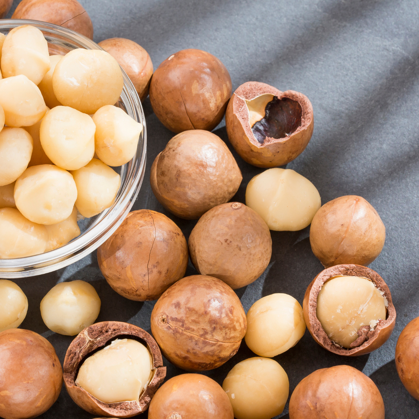 Macadamia Nut - Macadamia integrifolia Fruit Plant