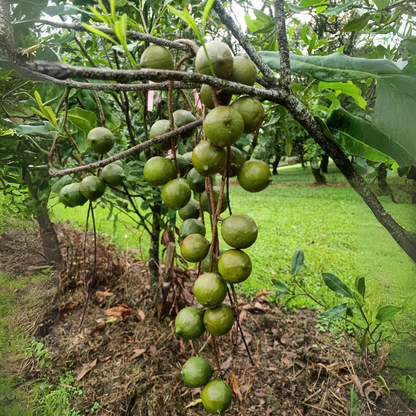 Macadamia Nut - Macadamia integrifolia Fruit Plant