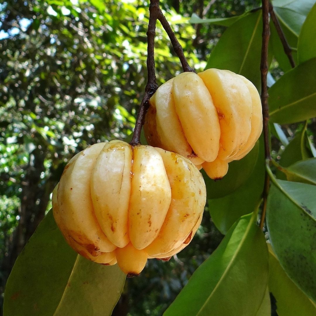 Malabar Tamarind / Kudampuli - Garcinia gummi-gutta Fruit Plant