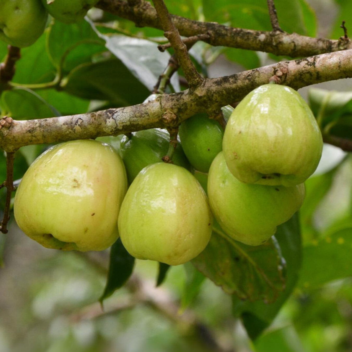 Malay Apple - Green - Syzygium malaccense Fruit Plant