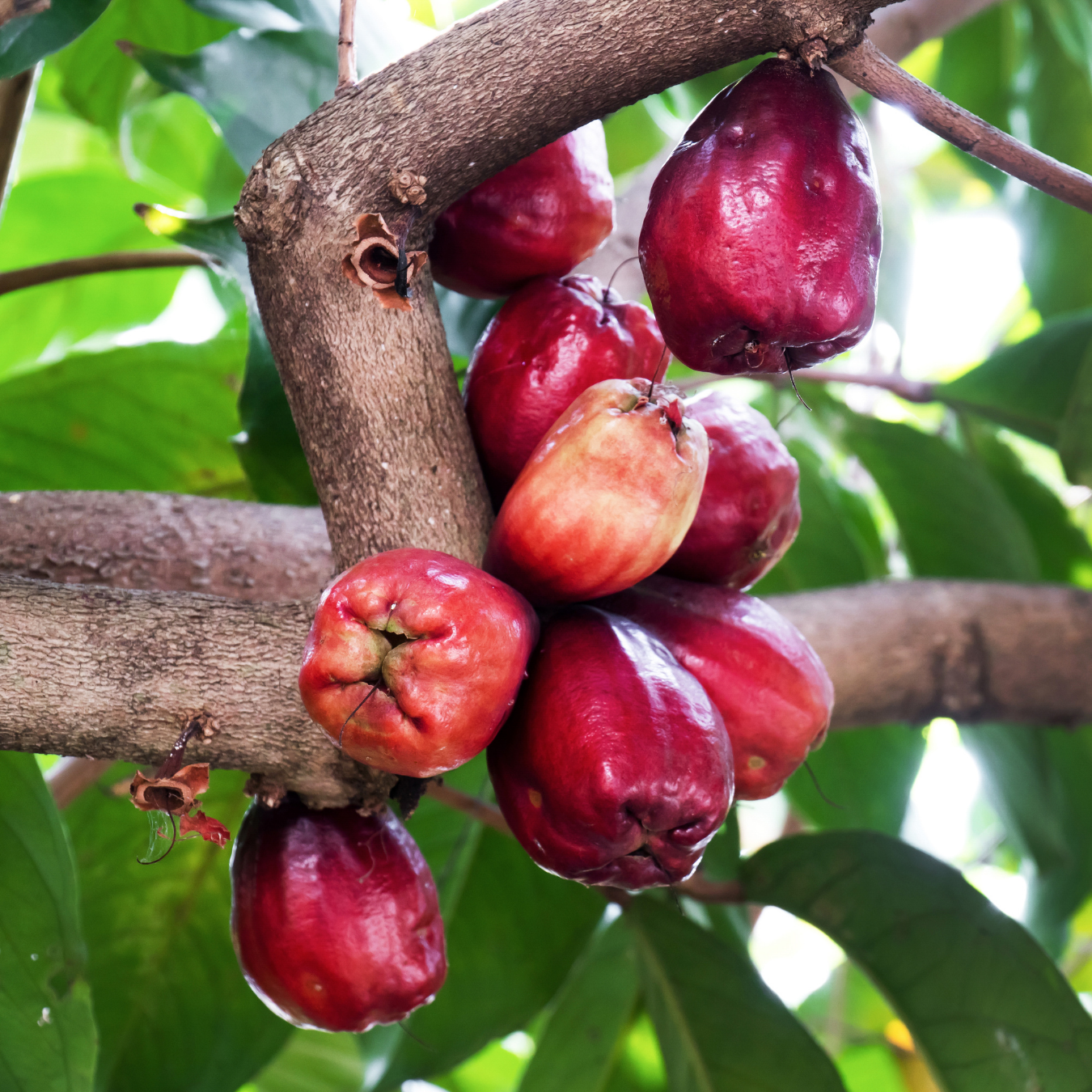 Malay Apple - Red - Syzygium malaccense Fruit Plant