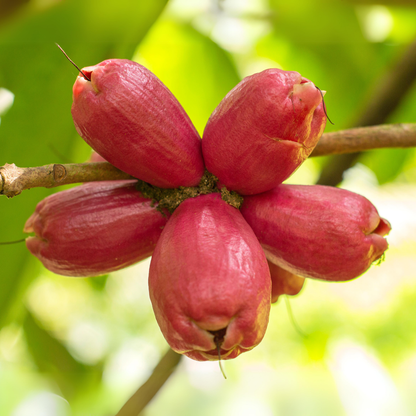 Malay Apple - Red - Syzygium malaccense Fruit Plant