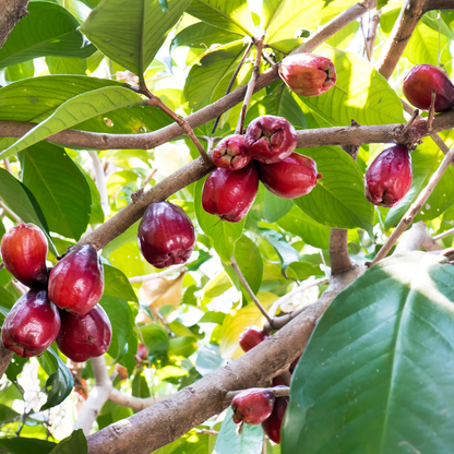 Malay Apple - Red - Syzygium malaccense Fruit Plant