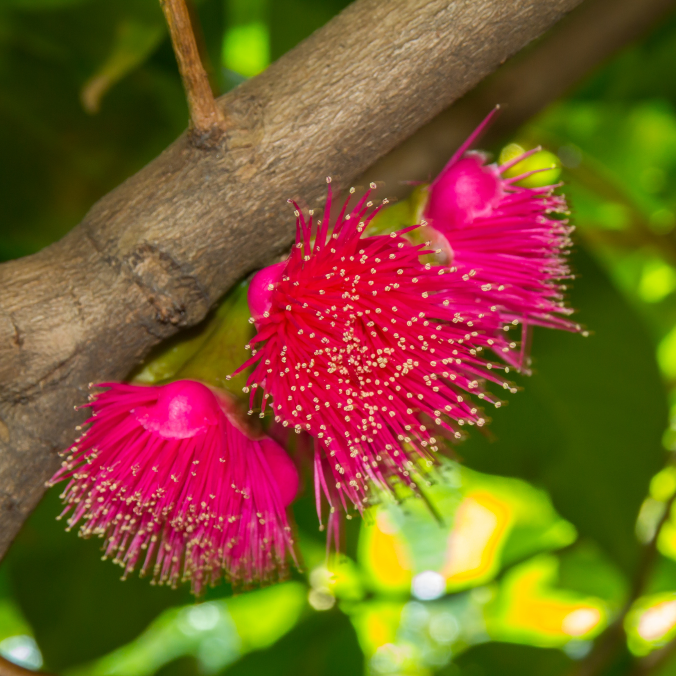 Malay Apple - Red - Syzygium malaccense Fruit Plant