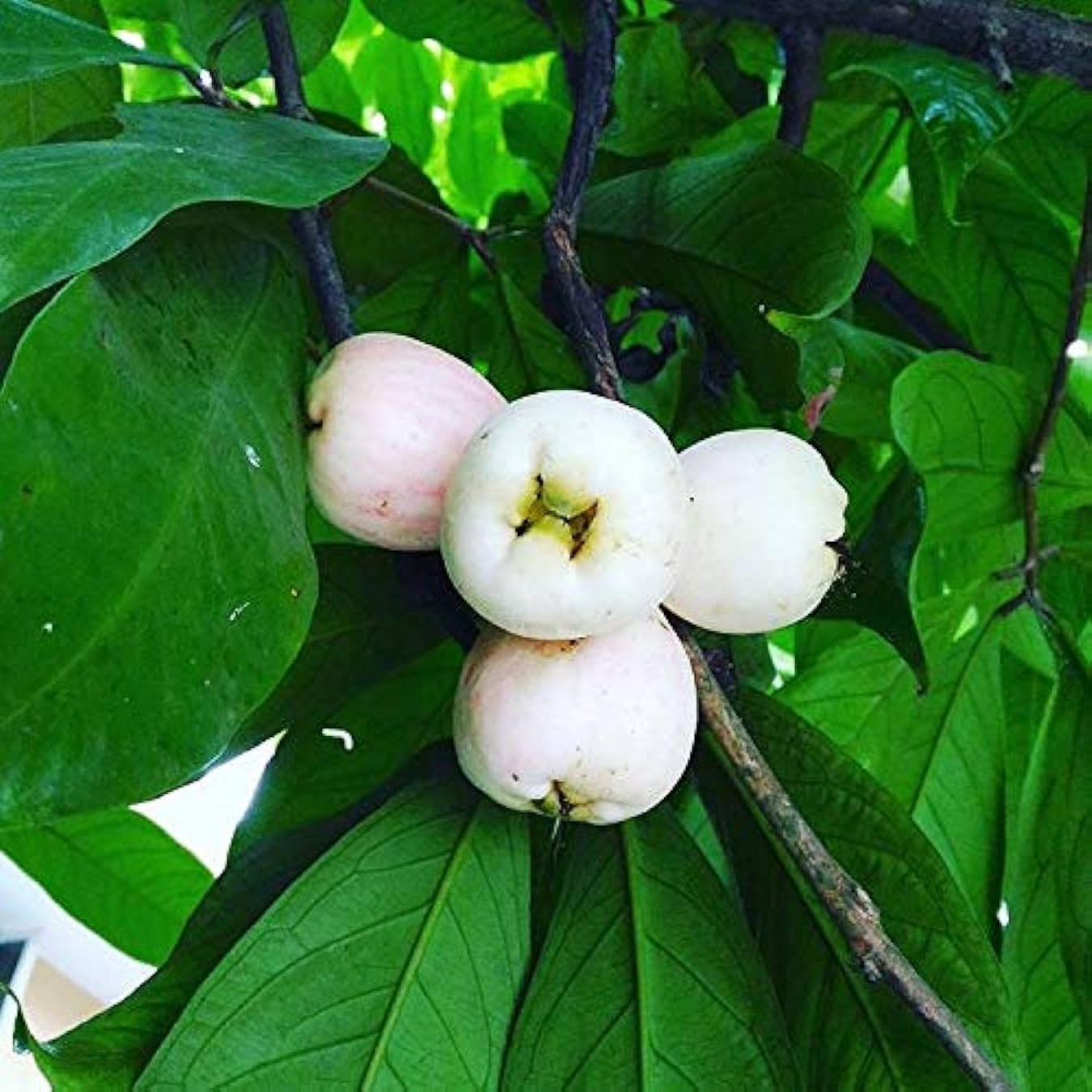 Malay Apple - White - Syzygium malaccense Fruit Plant