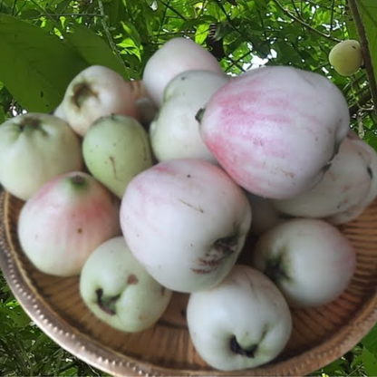 Malay Apple - White - Syzygium malaccense Fruit Plant