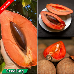 Mamey Sapote - Pouteria sapota - Exotic Fruit Plant
