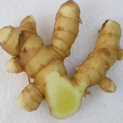 Mango Ginger - Curcuma Amada - 5 Rhizomes