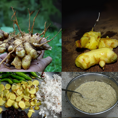 Mango Ginger - Curcuma Amada - 5 Rhizomes