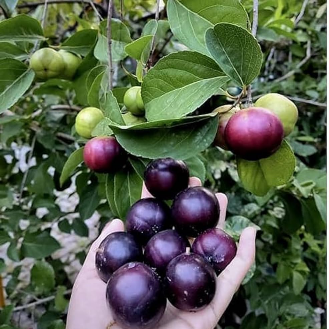 Manila Tennis Ball Cherry - Purple - Fruit Plant