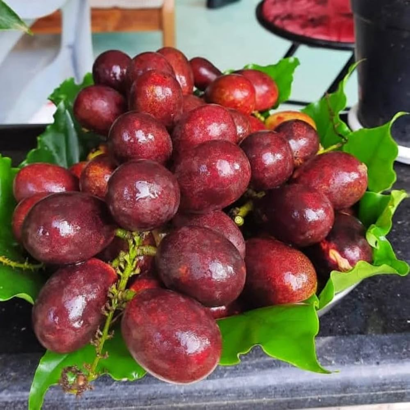 Matoa - Red Matoa - Pometia pinnata Fruit Plant