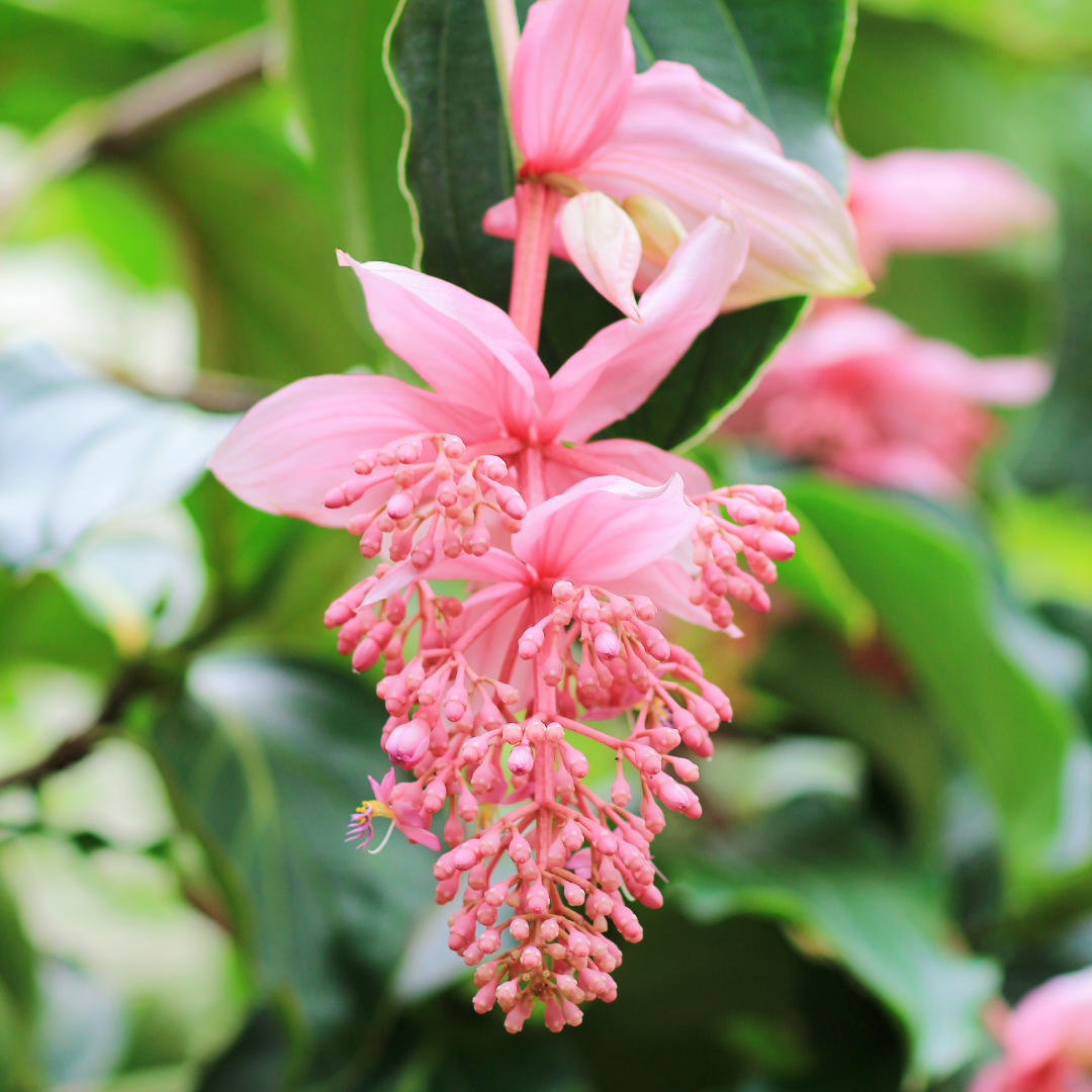 Medinilla - Pink - Hybrid Flower Plant