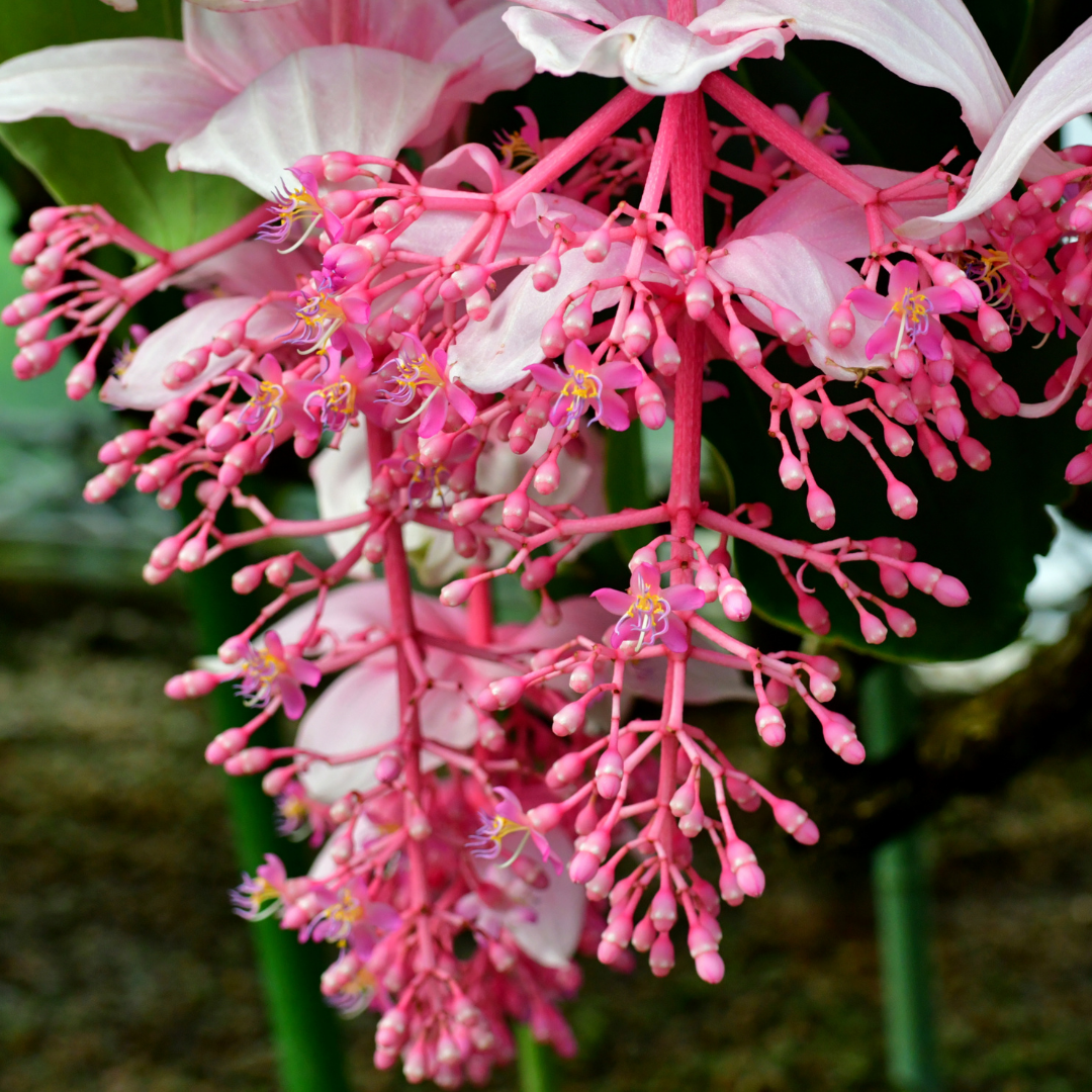 Medinilla - Pink - Hybrid Flower Plant