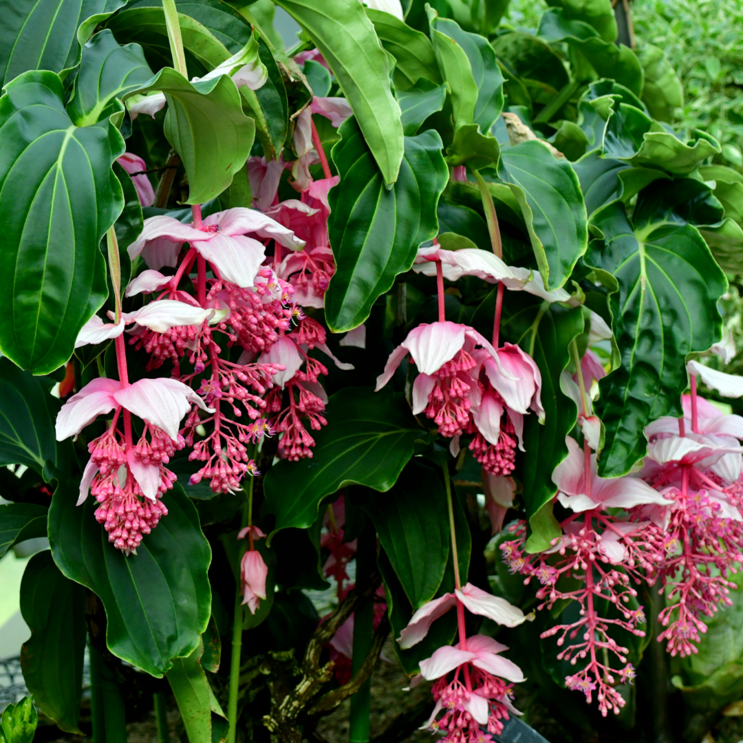 Medinilla - Pink - Hybrid Flower Plant