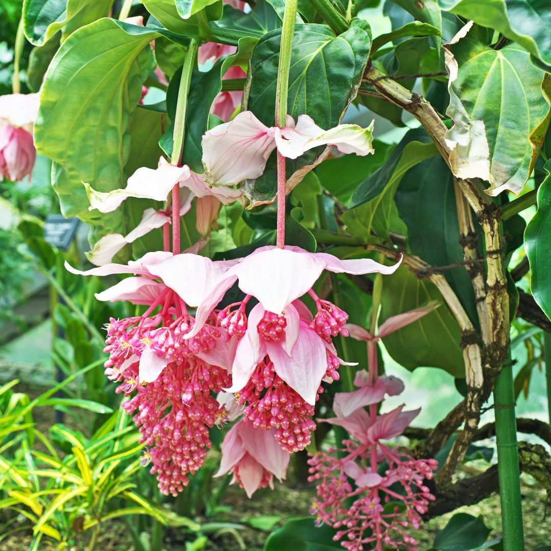 Medinilla - Pink - Hybrid Flower Plant