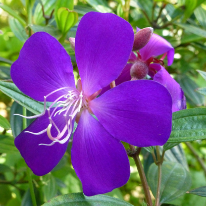 Melastoma - Purple - Hybrid Flower Plant