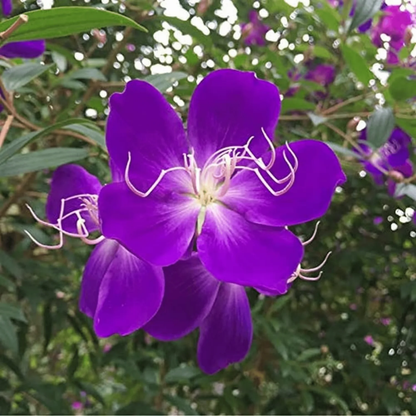 Melastoma - Purple - Hybrid Flower Plant