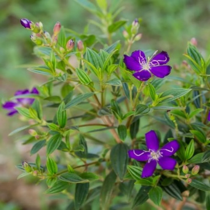 Melastoma - Purple - Hybrid Flower Plant