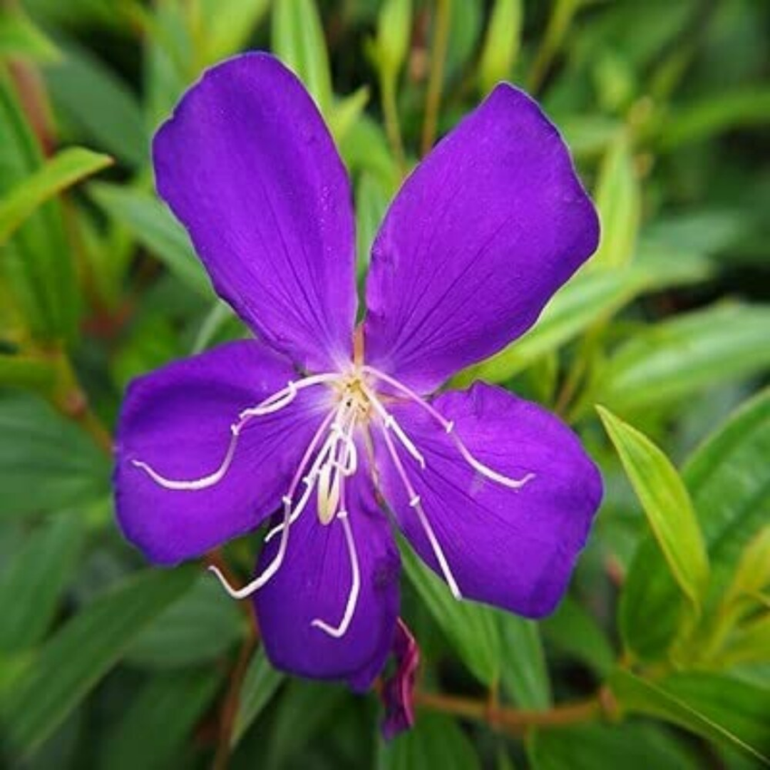 Melastoma - Purple - Hybrid Flower Plant