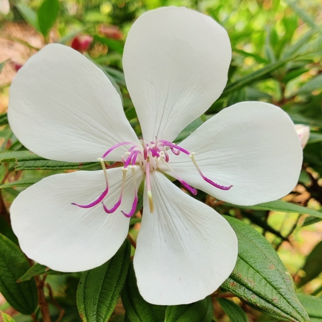 Melastoma - White - Hybrid Flower Plant