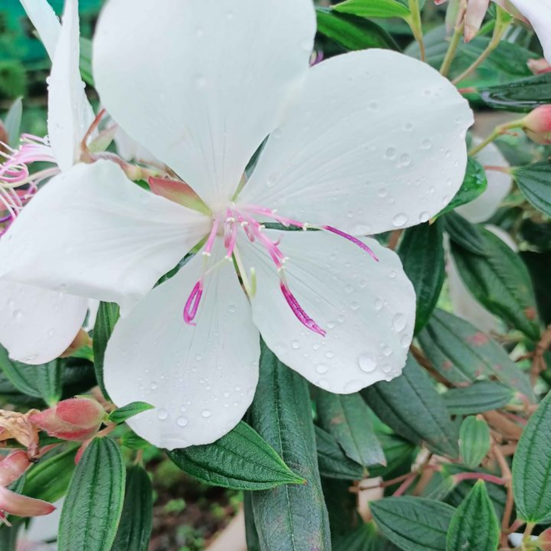 Melastoma - White - Hybrid Flower Plant