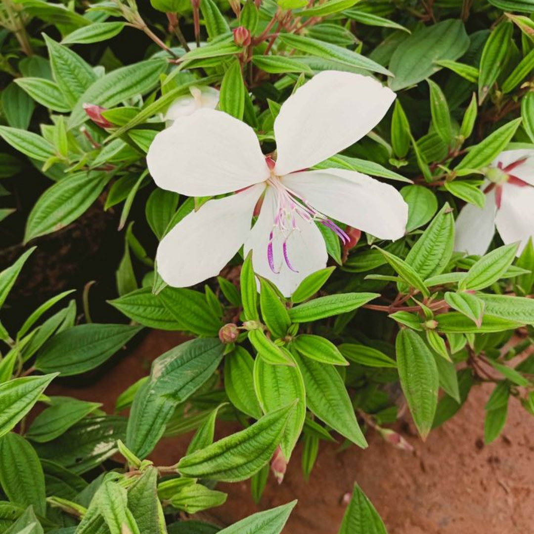 Melastoma - White - Hybrid Flower Plant