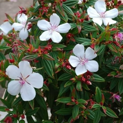 Melastoma - White - Hybrid Flower Plant