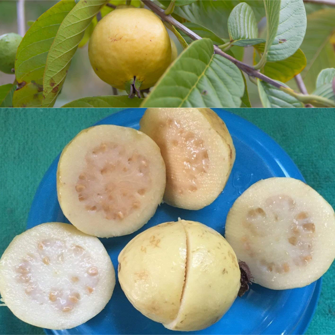 Guava - Mexican Cream - Hybrid Fruit Plant