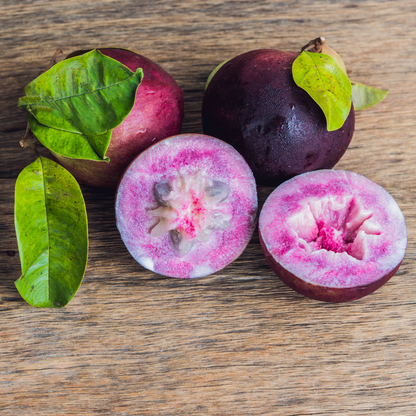 Milk Fruit / Star Apple - Purple - Chrysophyllum cainito Fruit Plant